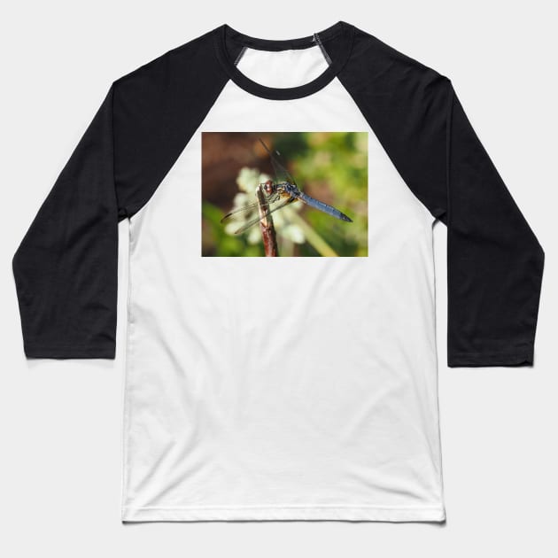 Blue dasher dragonfly (Pachydiplax longipennis) Baseball T-Shirt by SDym Photography